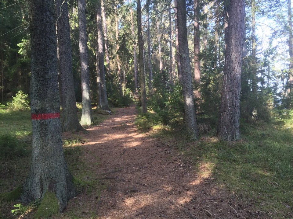 Stigen slingrar fram i olika skogstyper på Lovön.