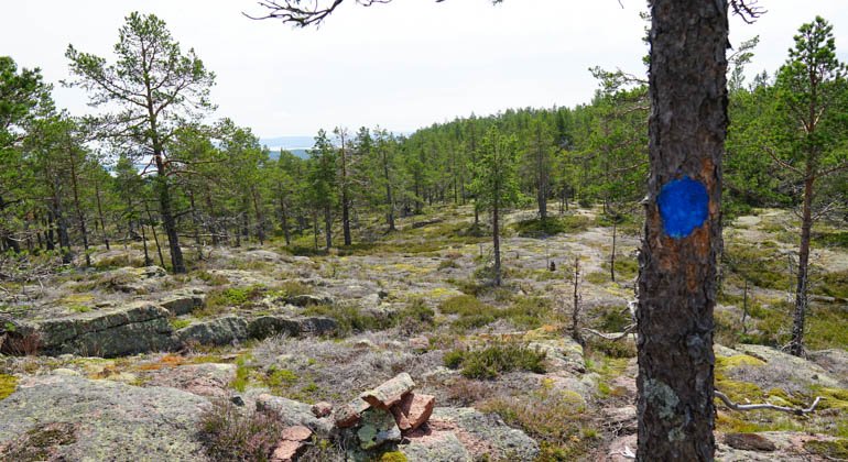 Hummelviks naturreservat.