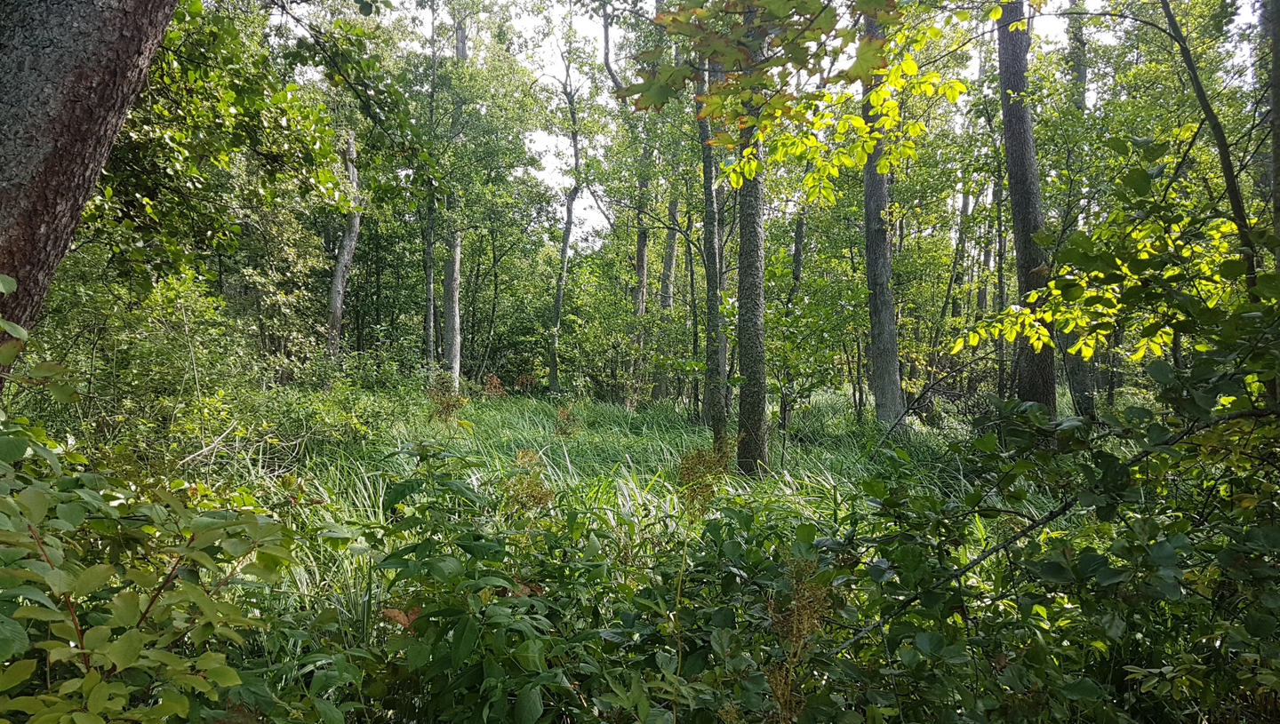 Skogsmiljö intill Ekebysjön 