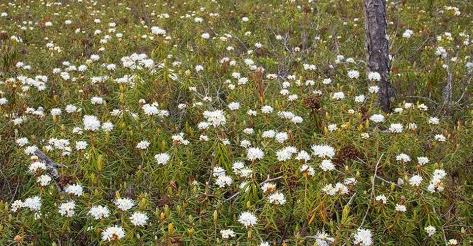 Skvattram.
Kärnskogsmossen.
Motala.