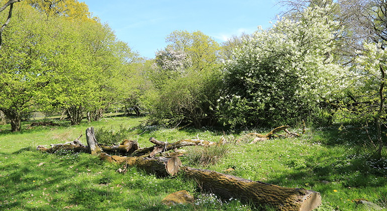 Naturbetesmarken.