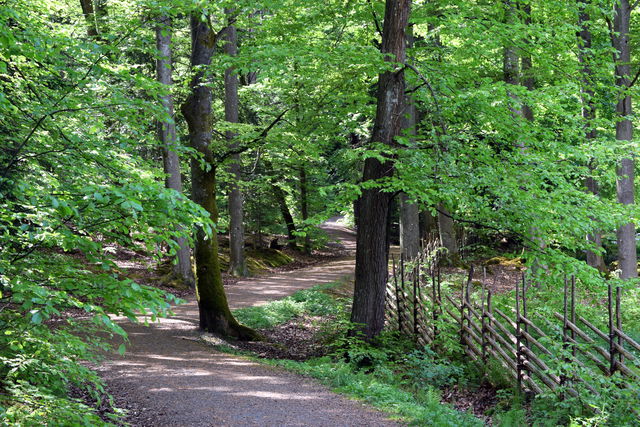 Röda spåret i Kungsbackaskogen
