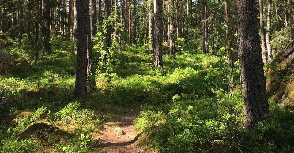 Skogstig.
Etapp: Hallstadrundan.
Kinda