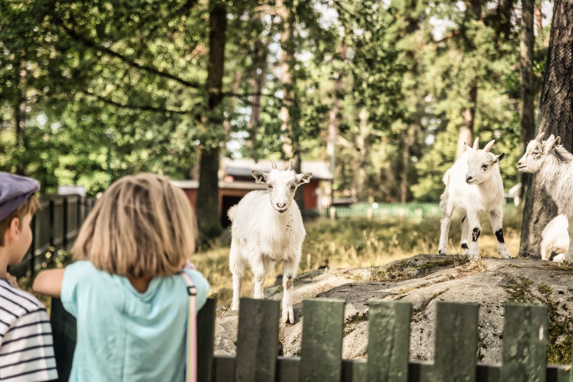 The Lillskogen zoo