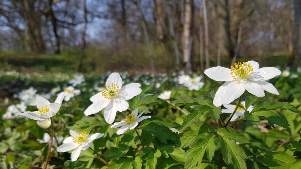 Vitsippor i ekbackens lövskogslund. Foto Lidingö stad