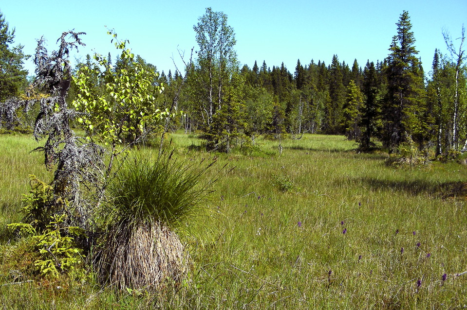 Surmyren, en av rikkärren i Vackermyrens naturreservat