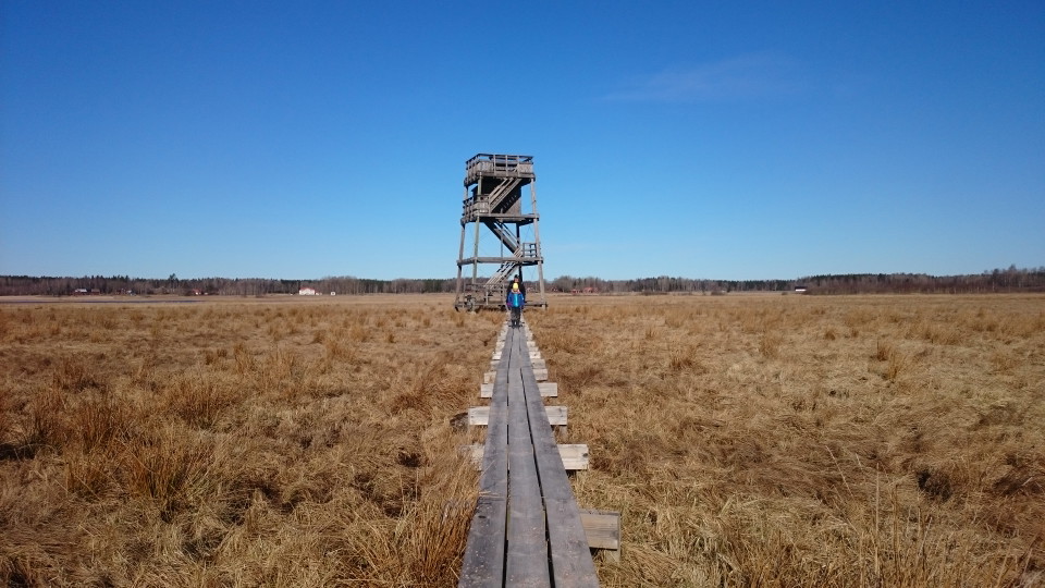 En spång leder från parkeringen till fågeltornet. Fågeltornet syns i bakgrunden.