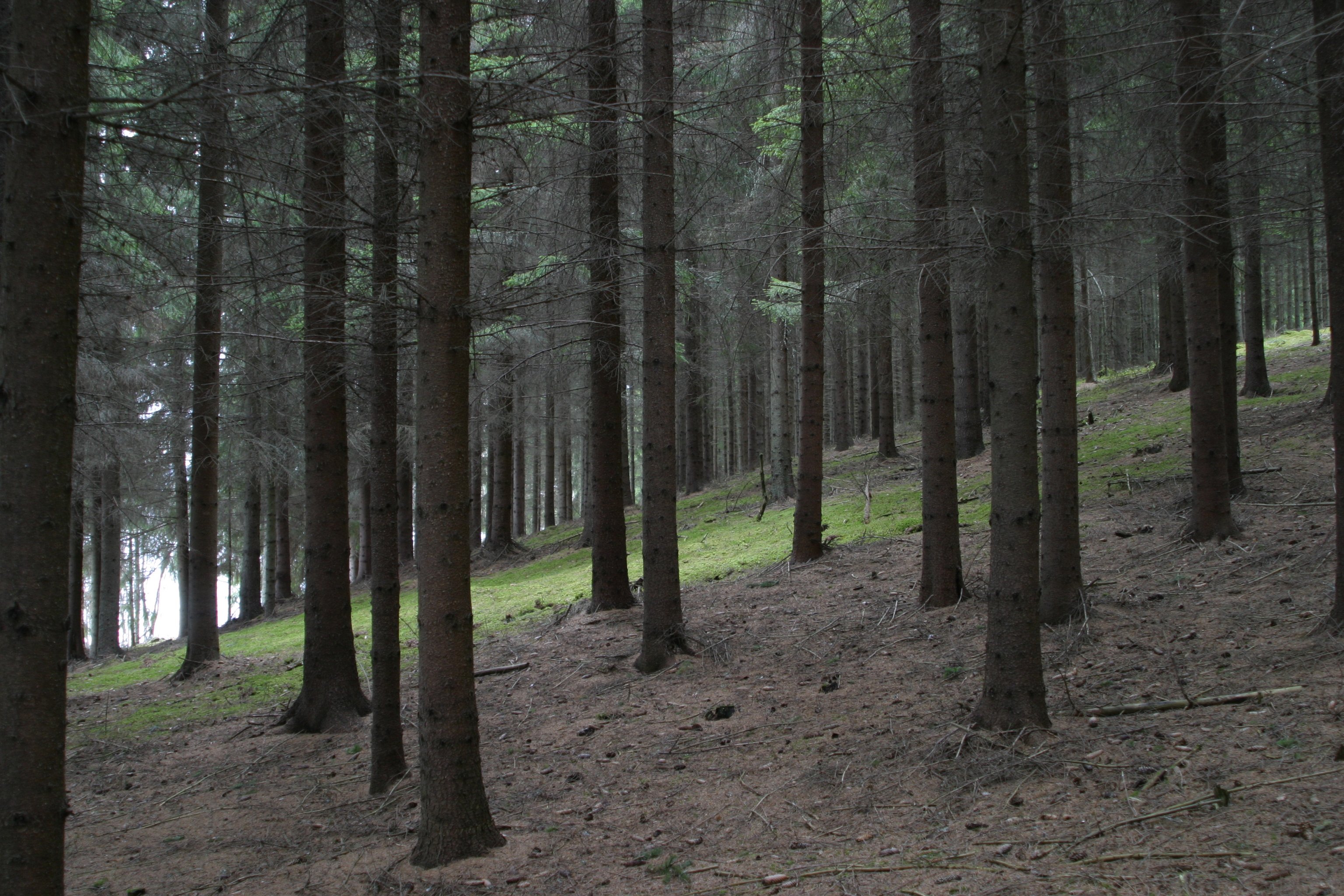 Granskogen står tät på den gamla åkermarken