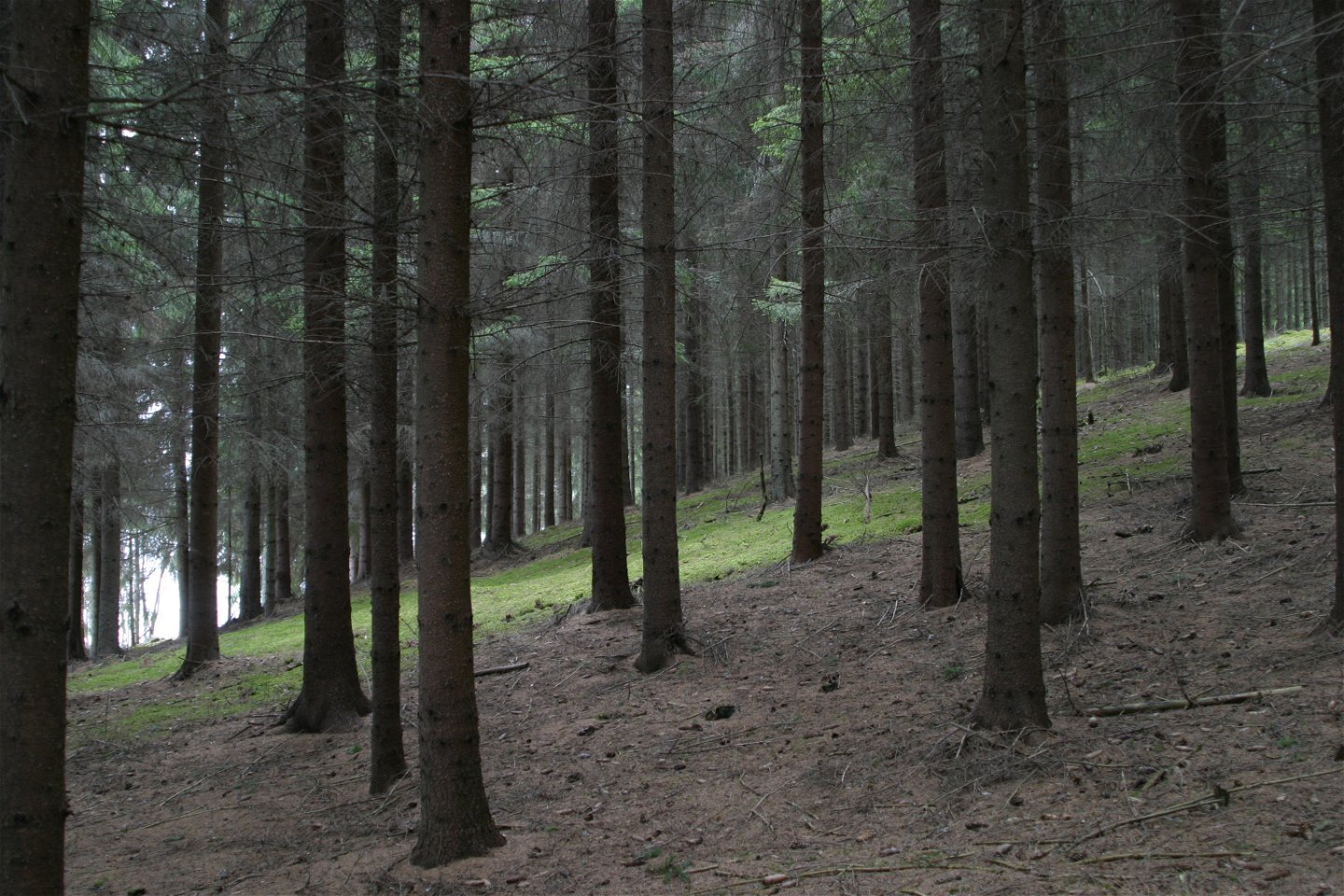 Granskogen står tät på den gamla åkermarken