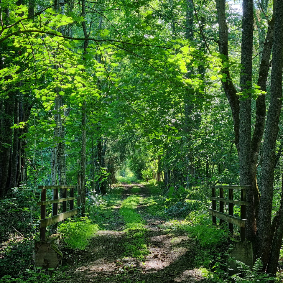 Vandringsled över bro in i lönnallé. 
