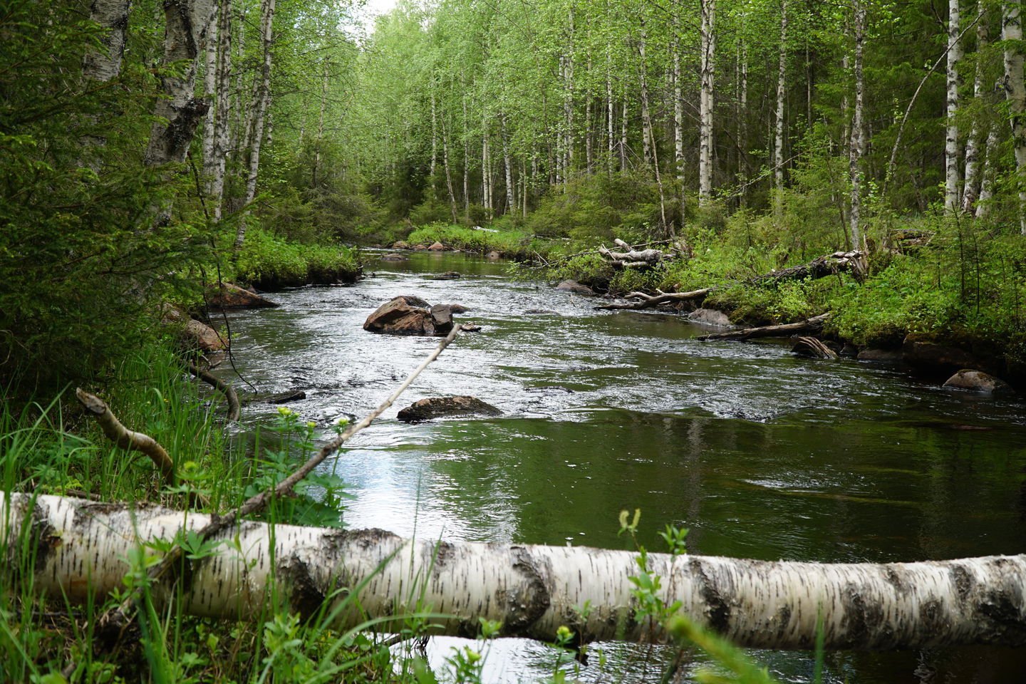 Intill kojan finns en bäck