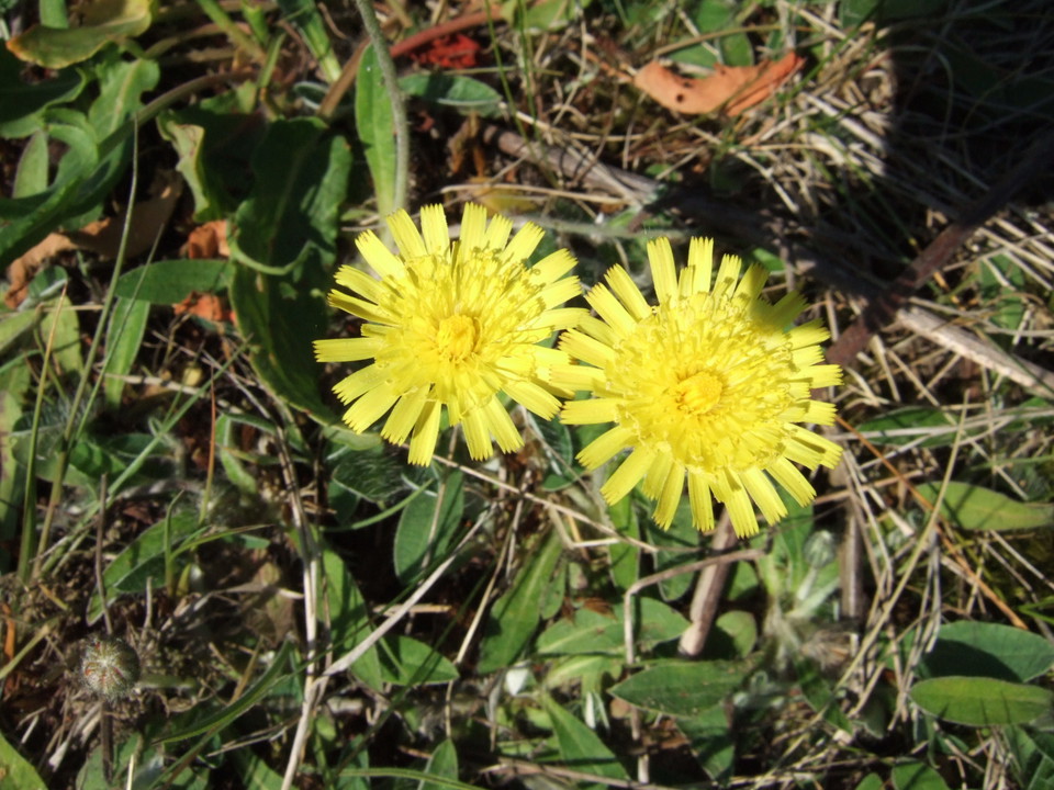 Gråfibbla