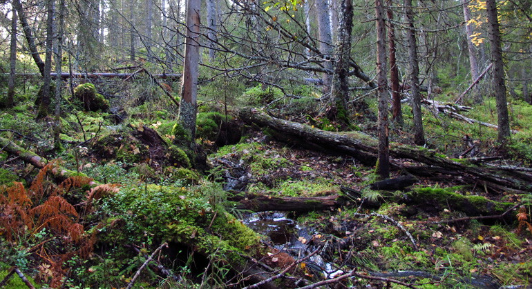 En av de frodiga granskogar som finns i reservatet.