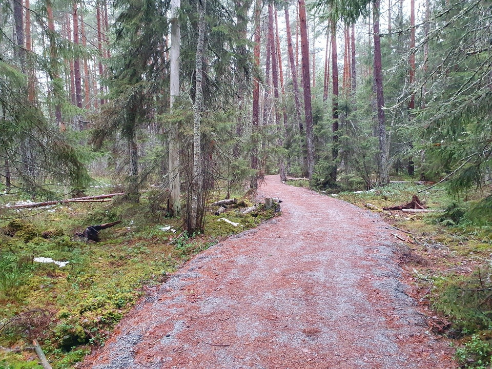 Bred, grusad stig i granskog
