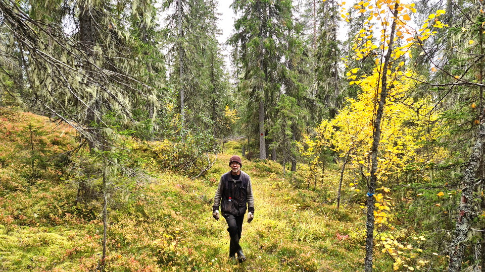 En person går på en stig i en skog med barrträd och lövträd. 