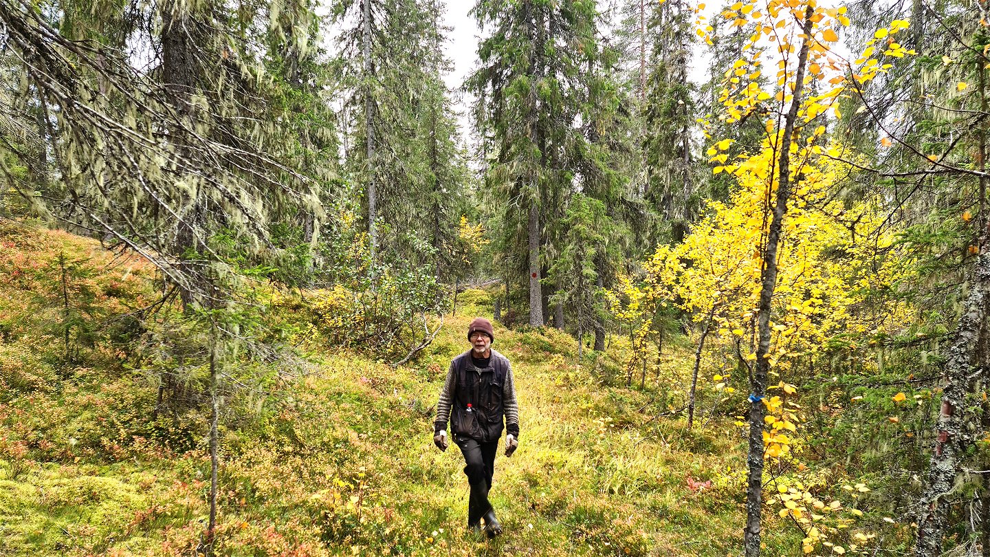 En person går på en stig i en skog med barrträd och lövträd. 