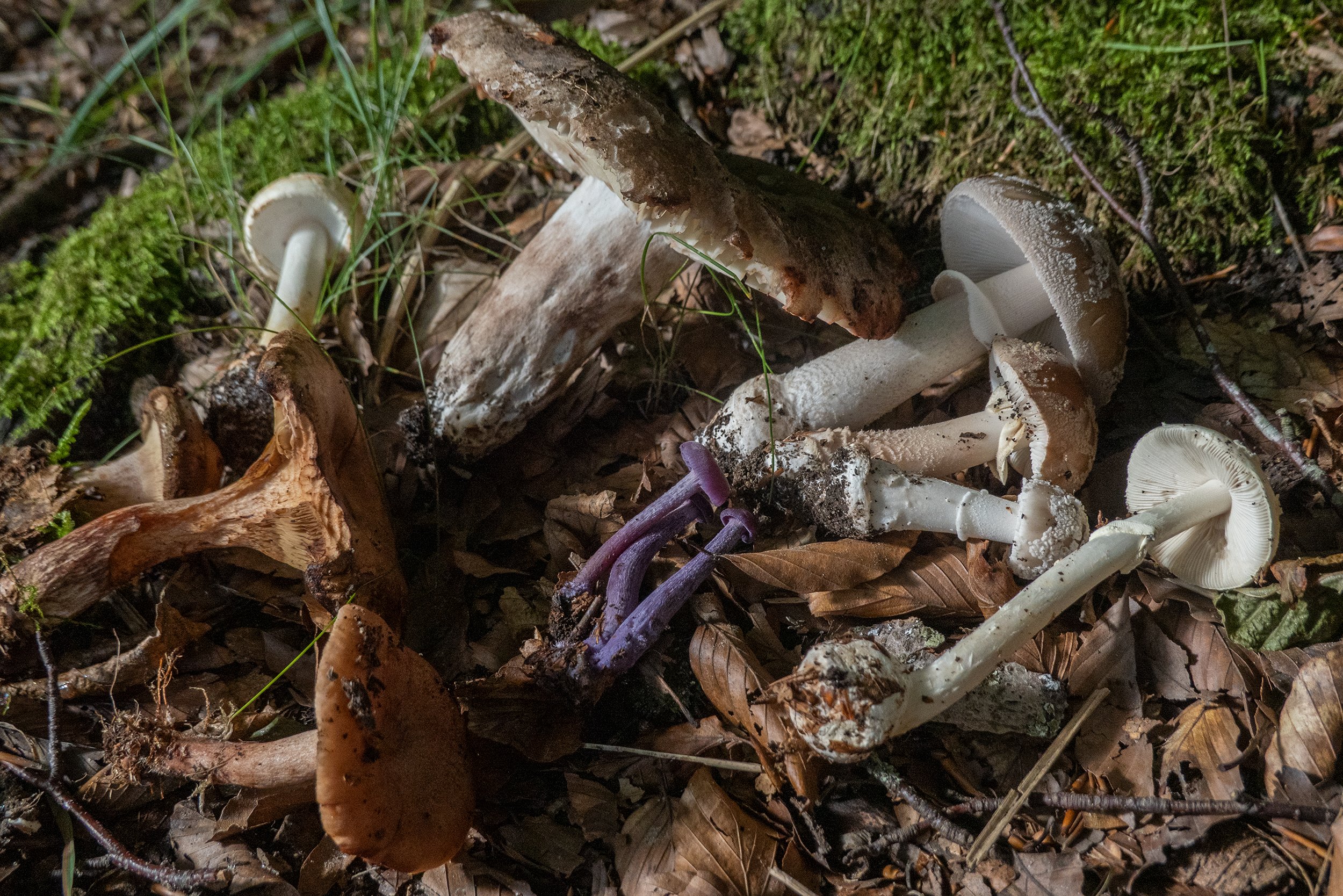plockade svampar upplagda i rad på marken i skogen