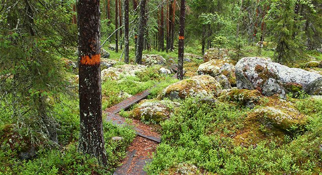 Trail Abborträsket to Lill-Brännträsket, Lustgården