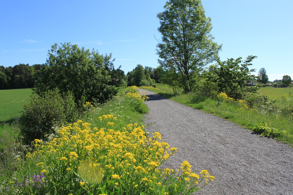 En bred, jämn grusad gångväg med öppna fält på båda sidorna