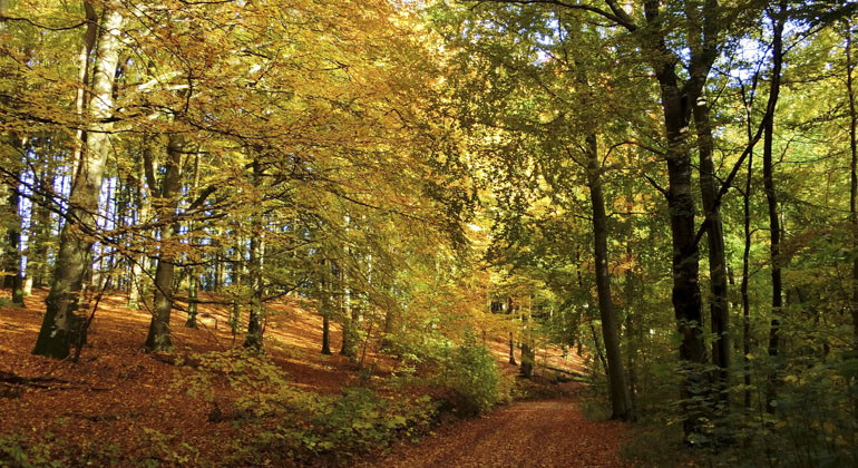 bokskogen i höstblom