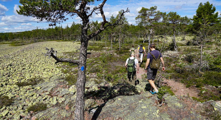 Vandring i Norrfällsvikens naturreservat.