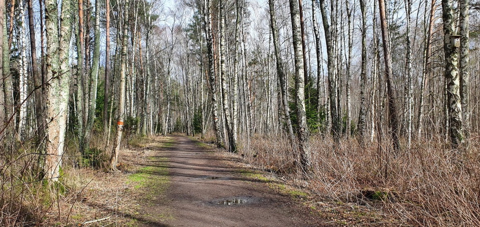 Typisk sträcka längs Slätmossen.