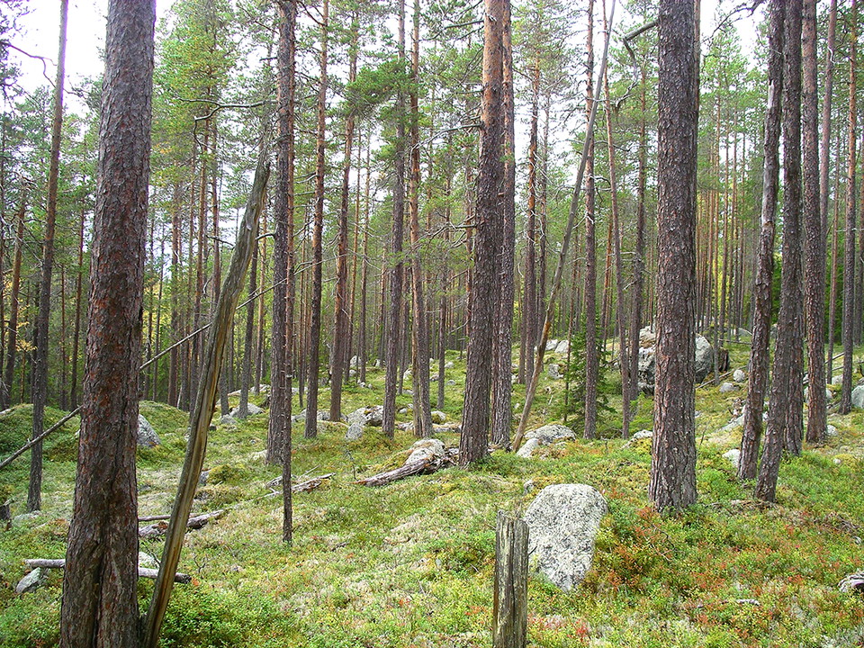 Gammal tallskog
