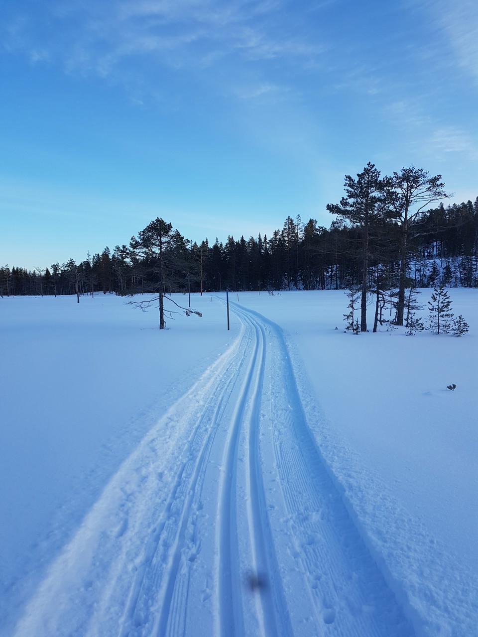 Öppna myrmarker
