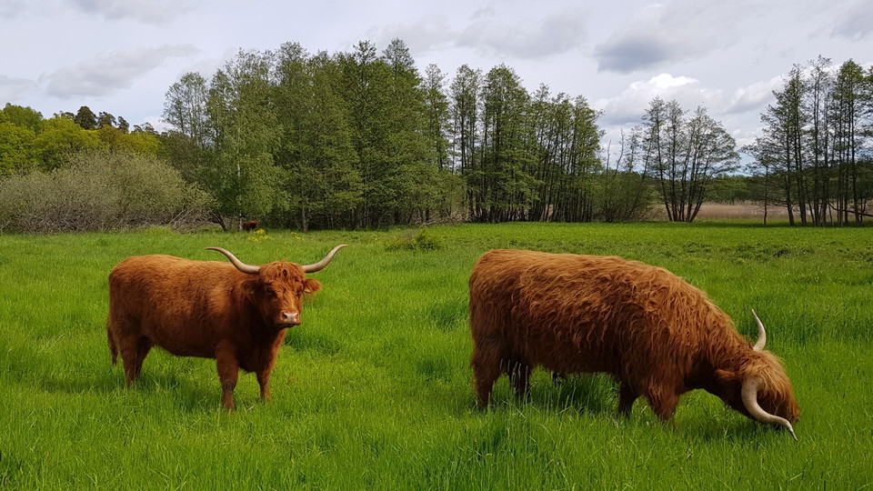 Highland cattle väster om Gråviken. Foto Lidingö stad