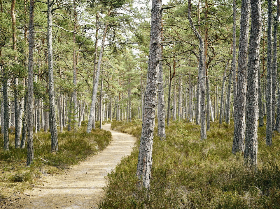 Stig genom tallskog på Gotska Sandön