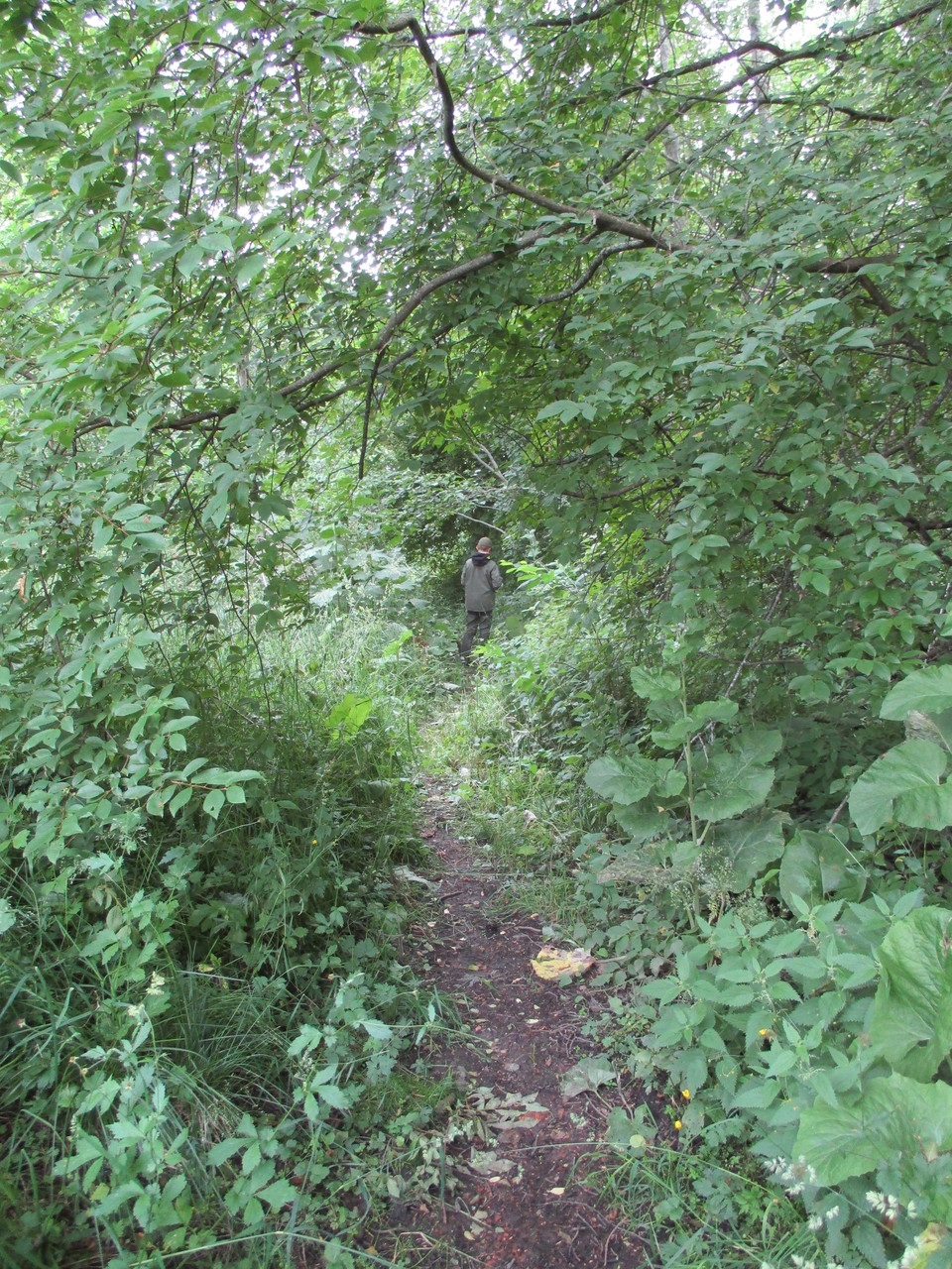 En person går på en stig i grönska.