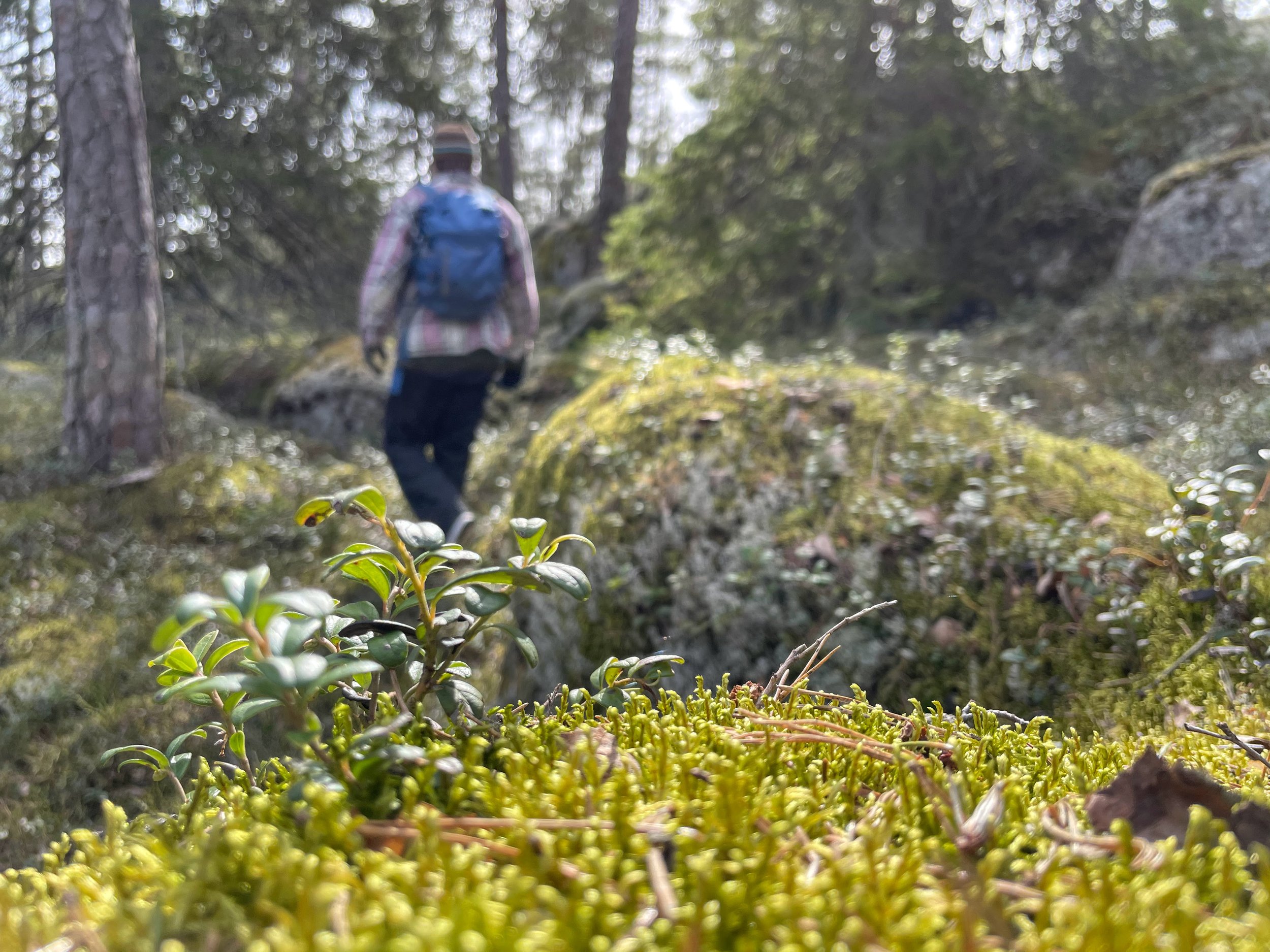 Så måste skogen se ut för att främja friluftslivet