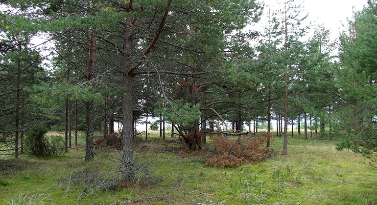Skog på Vargön.