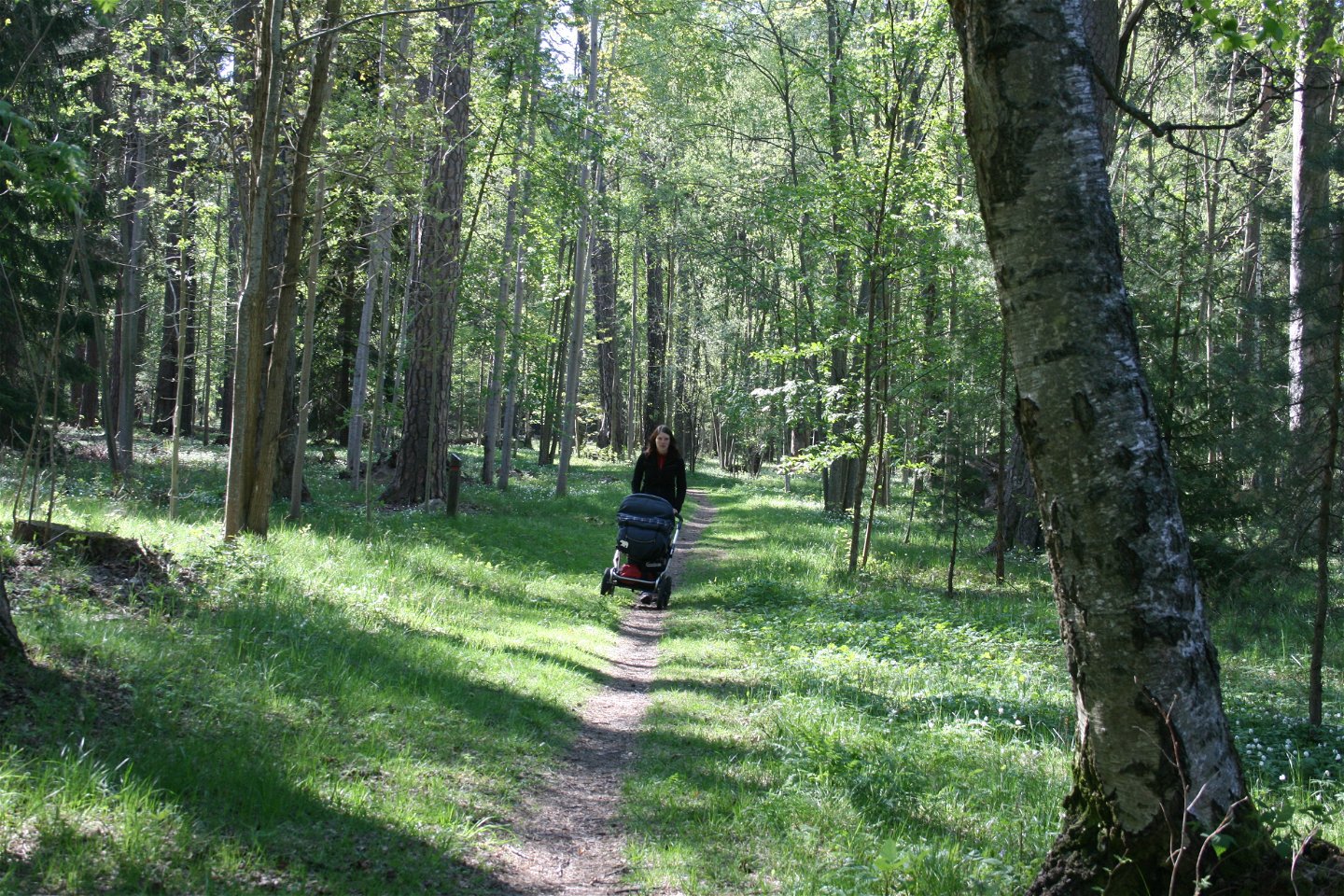 En kvinna med barnvagn går längs en smal stig genom skogen. Det växer grönt gräs på marken.