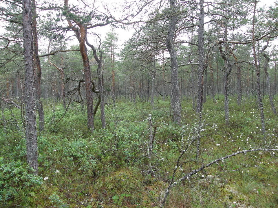 Små tallar i myrmark.