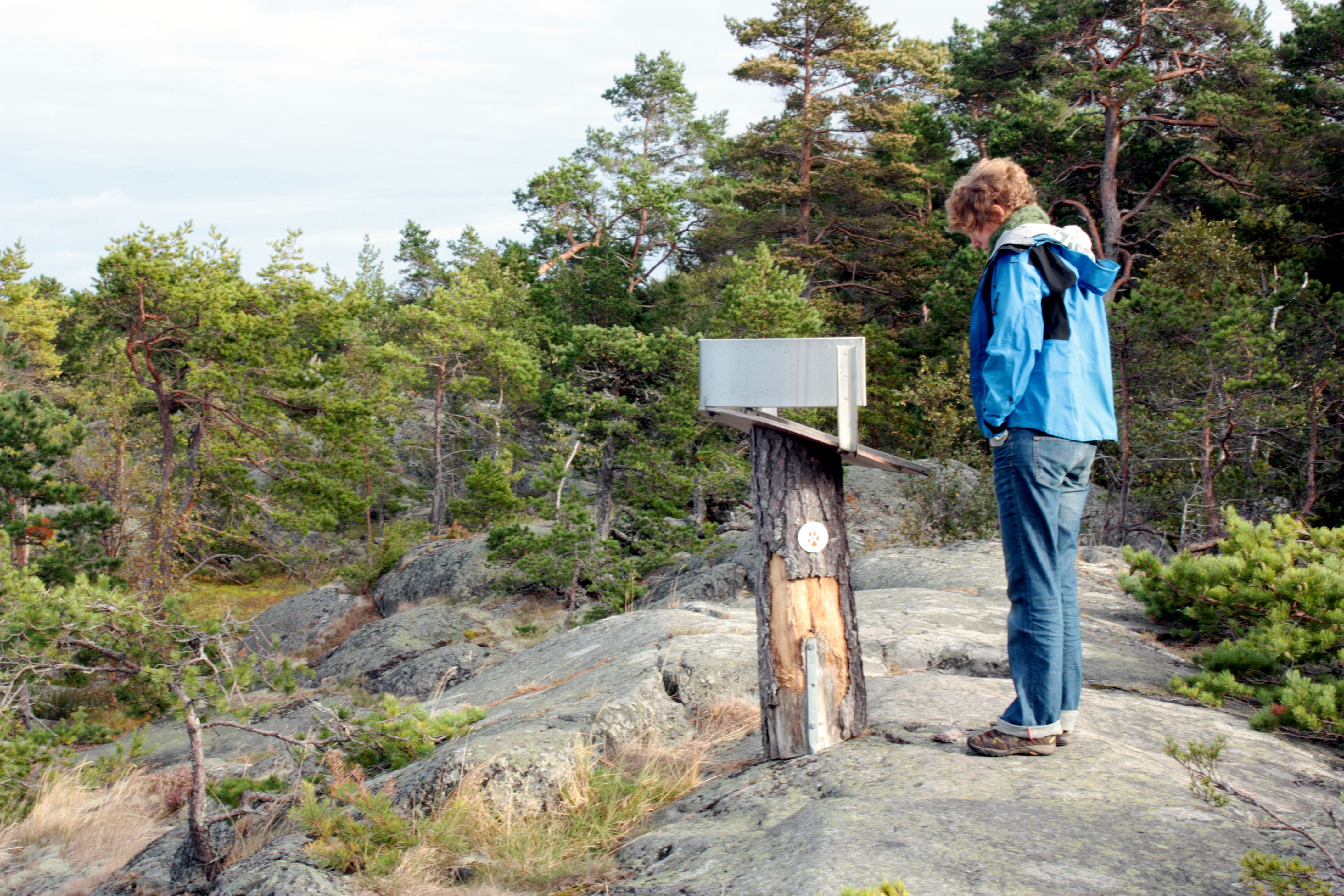 En person står på en stenhäll och läser på en informationsskylt. Runtomkring stenhällen är det skog.