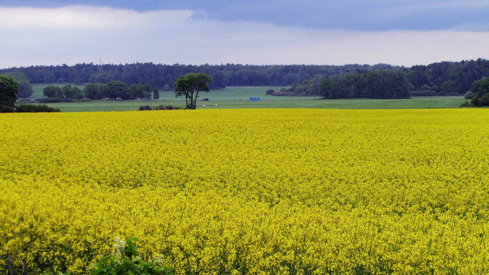 Utsikt över gula rapsfält från Djurgårds naturreservat.