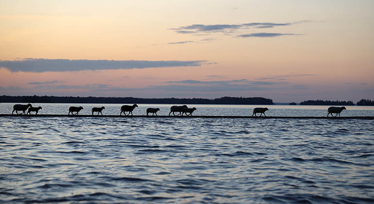 Fåren vandrar på sandreveln mellan Fårans öar .