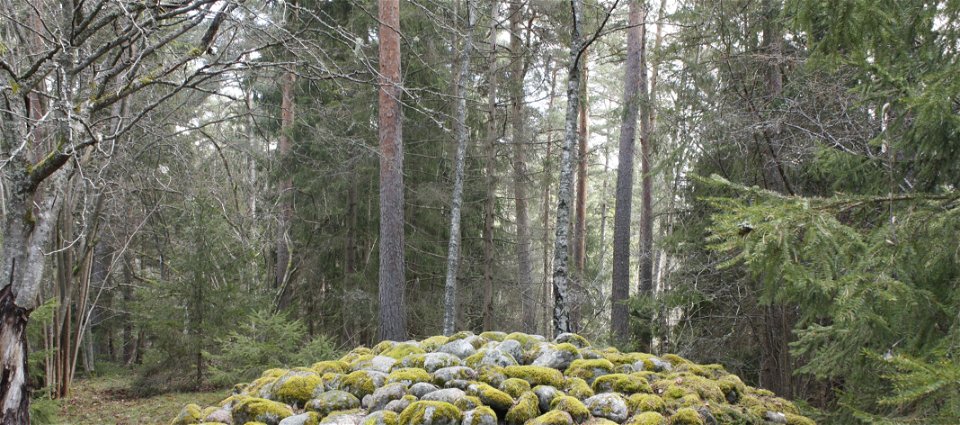 Ett brett stenröse står omgiven av tät skog.
