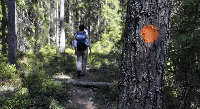 Vandring i Gällberget.