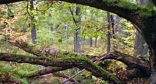 Trångsundsskogens naturreservat – lunglav och gamla träd