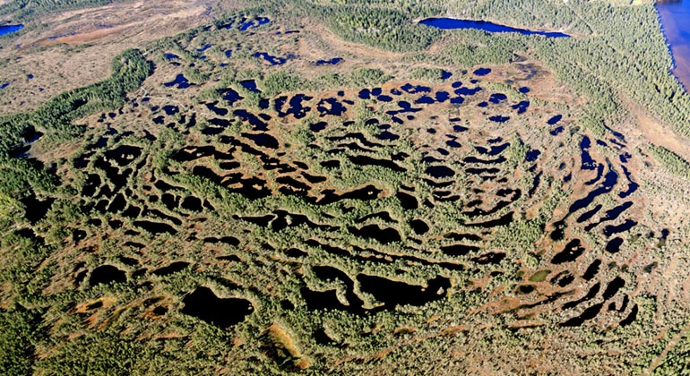Knuthöjdsmossen från ovan.