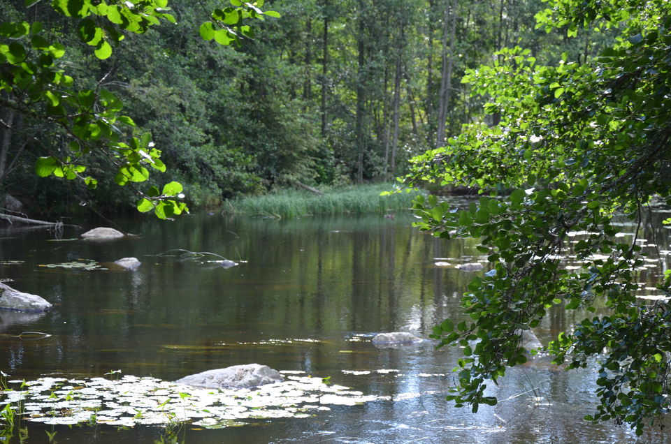 En å omgiven av grönska.