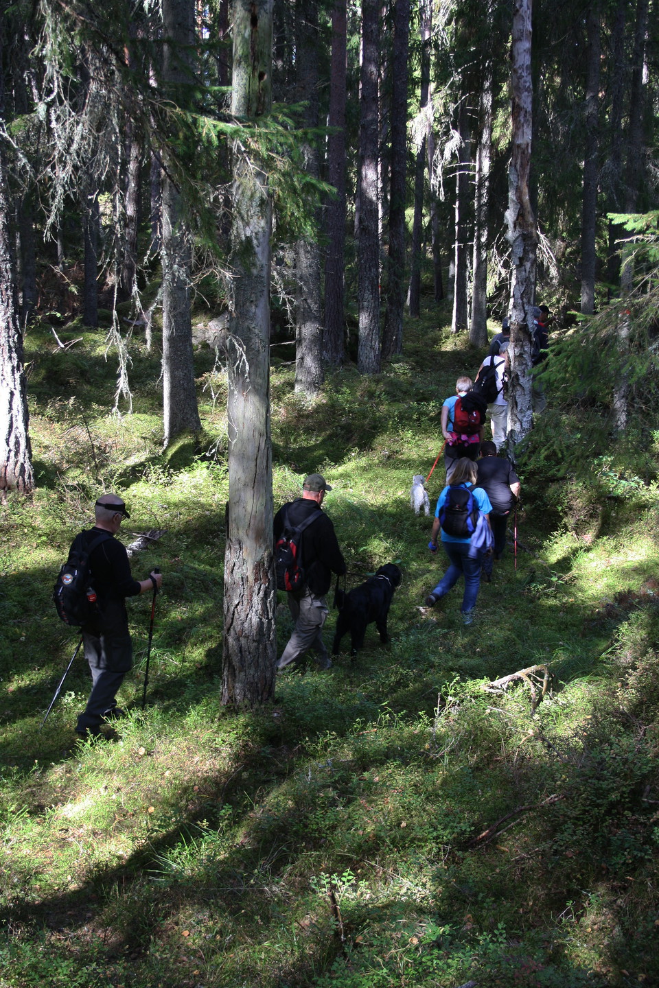 En grupp vuxna går på obanad terräng genom skogen. En man har med sig en hund i koppel. 