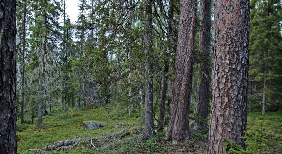 Bilden visar gammal urskog i Stor-Pållar.