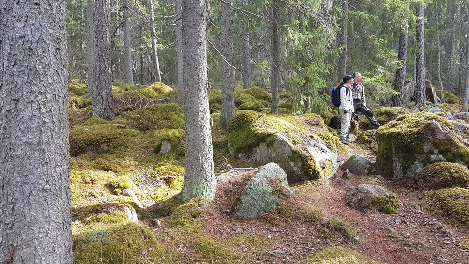 En man och en kvinna står på en mycket ojämn vandringsstig genom blockrik skog. De tittar nyfiket upp mot något.