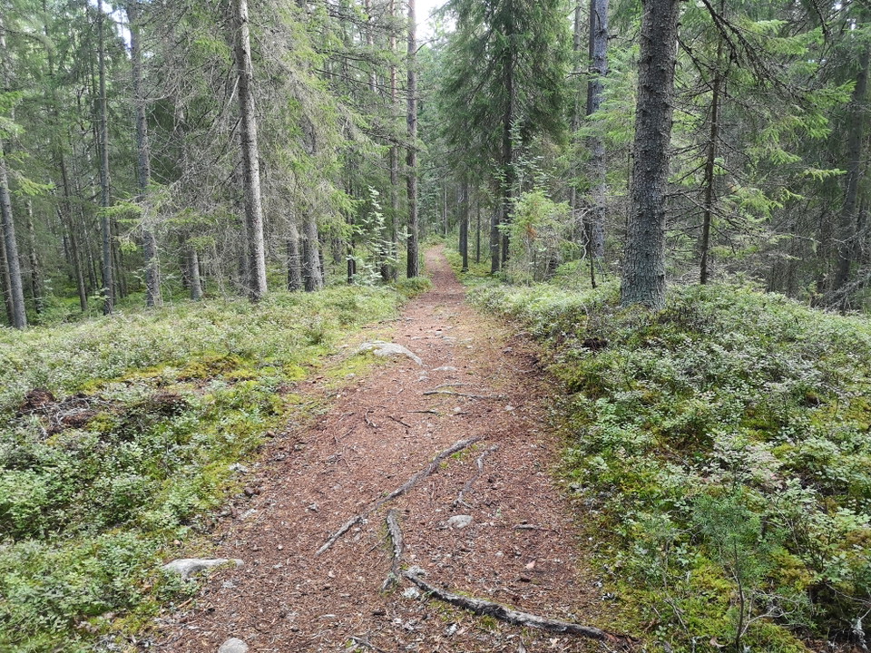 Längs med leden