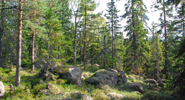 Granskog med stora stenblock i en öppen dunge. Foto.
