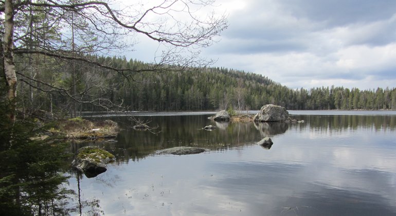 Våtmarken i Åby urskog har aldrig varit dikad.