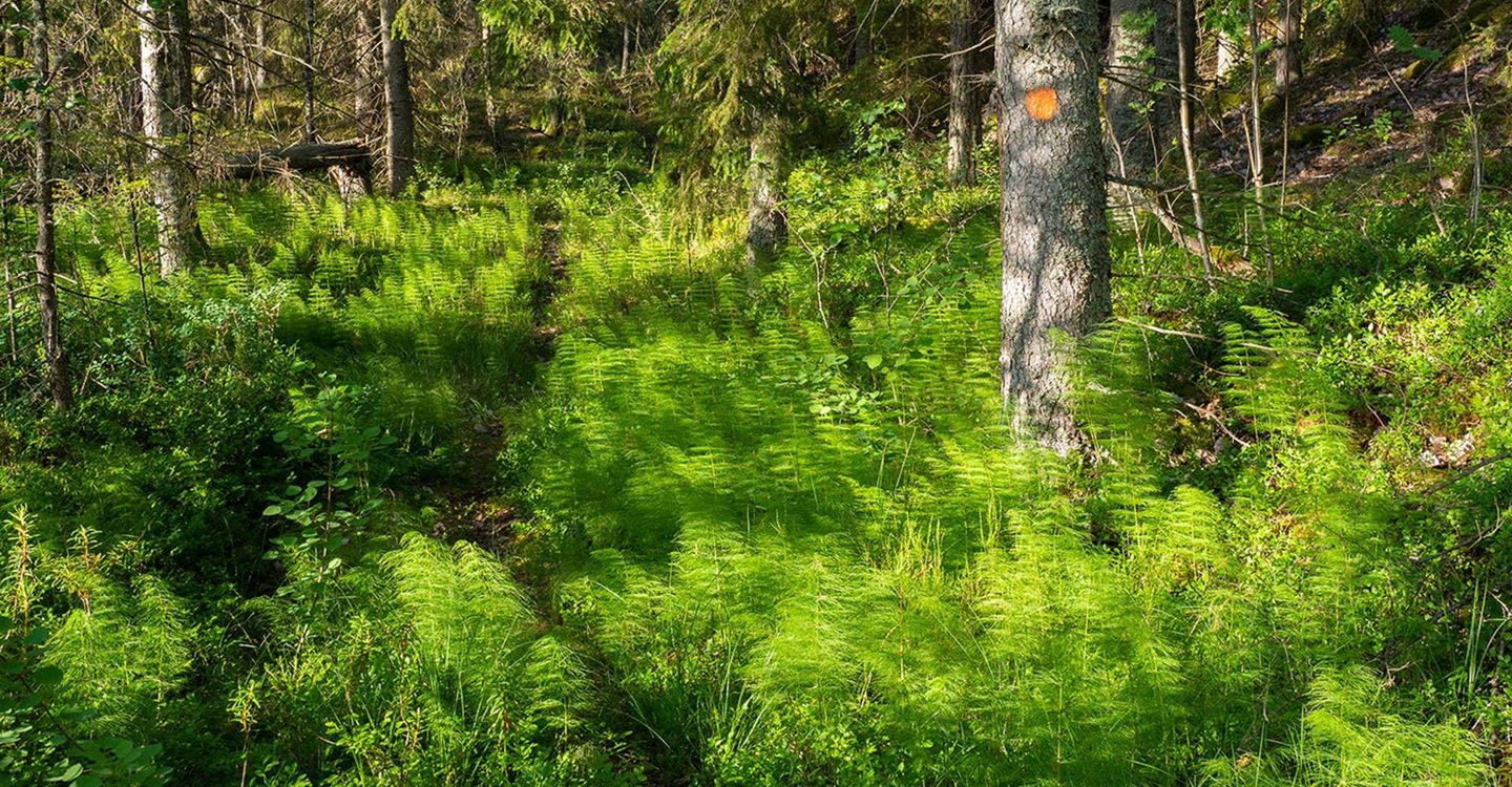 Skogsstig etapp: Tryserums rundslinga, Valdemarsvik